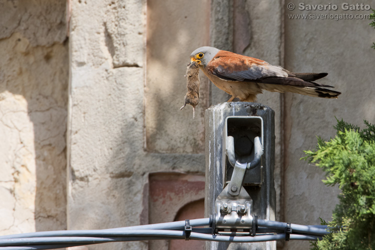 Lesser Kestrel