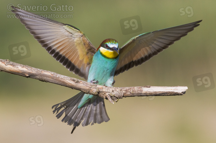 European Bee-eater