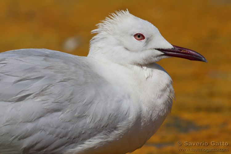 Slender-billed Gull