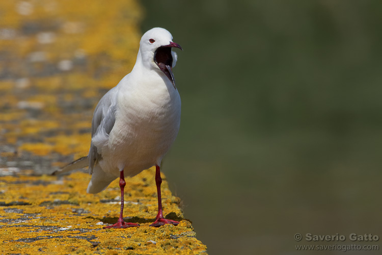 Slender-billed Gull