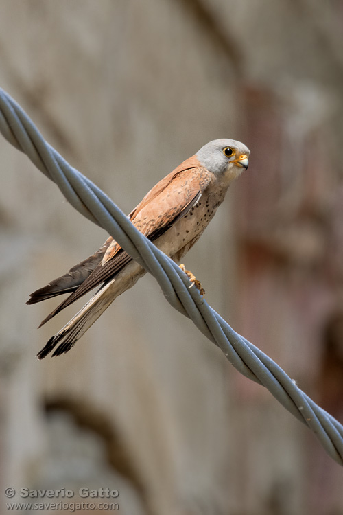 Lesser Kestrel