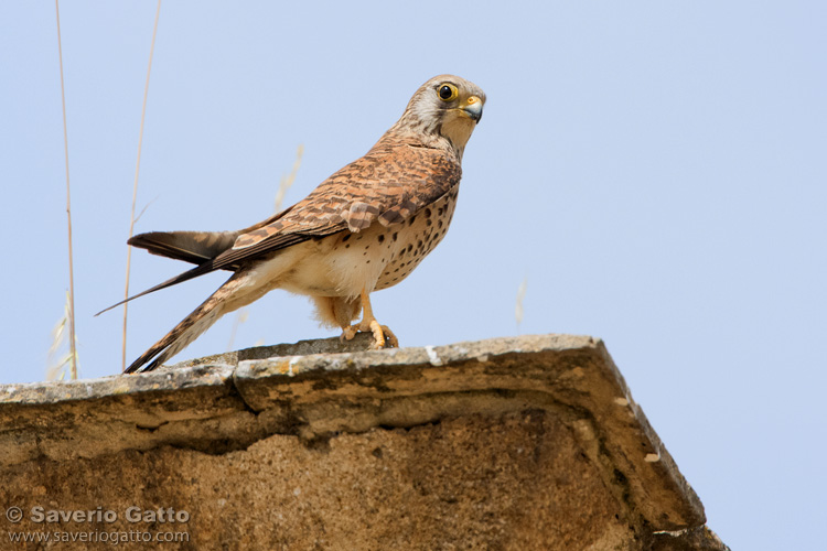 Lesser Kestrel