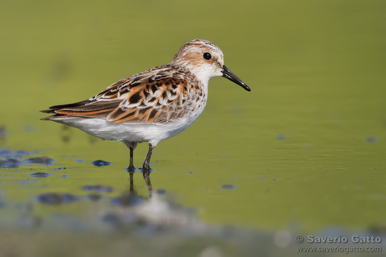 Little Stint