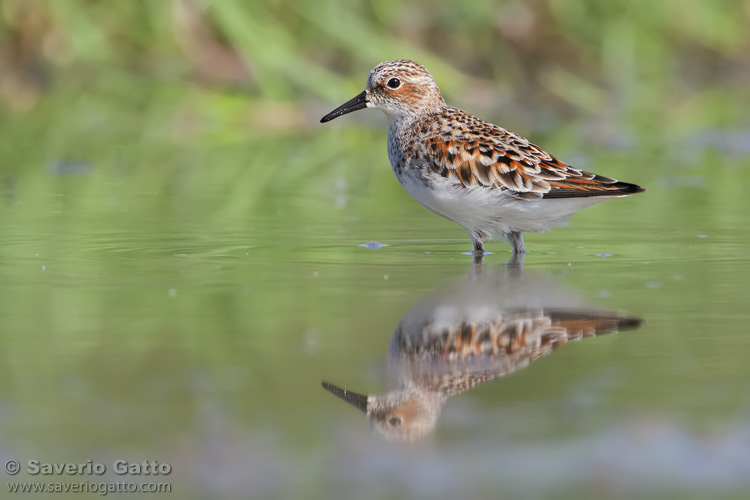 Little Stint