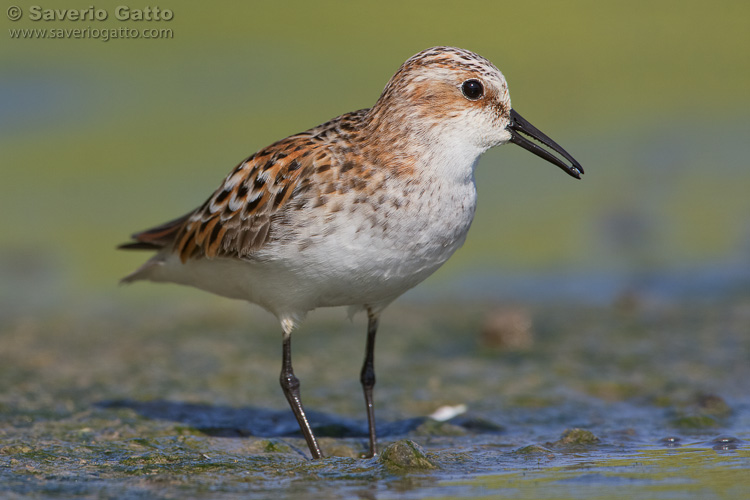 Little Stint