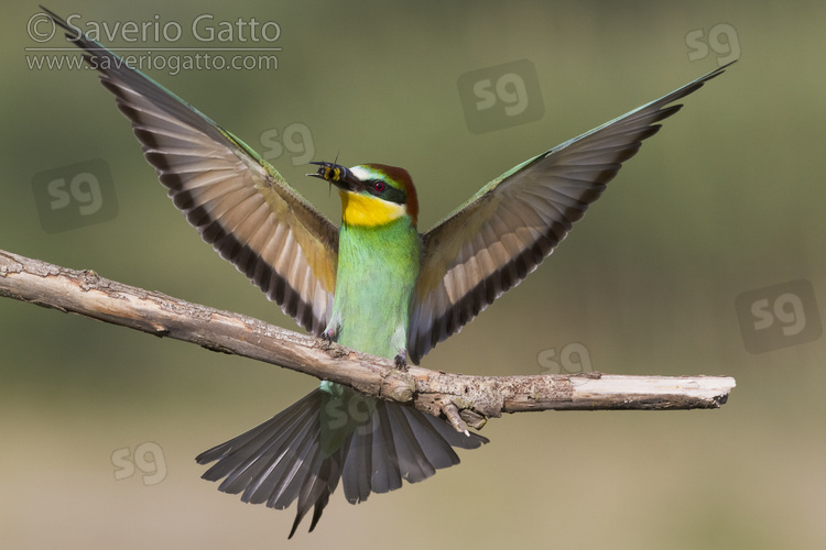 European Bee-eater