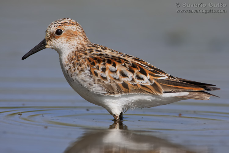 Little Stint