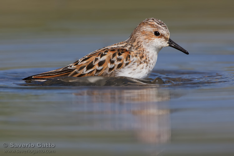 Little Stint