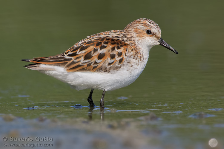 Little Stint