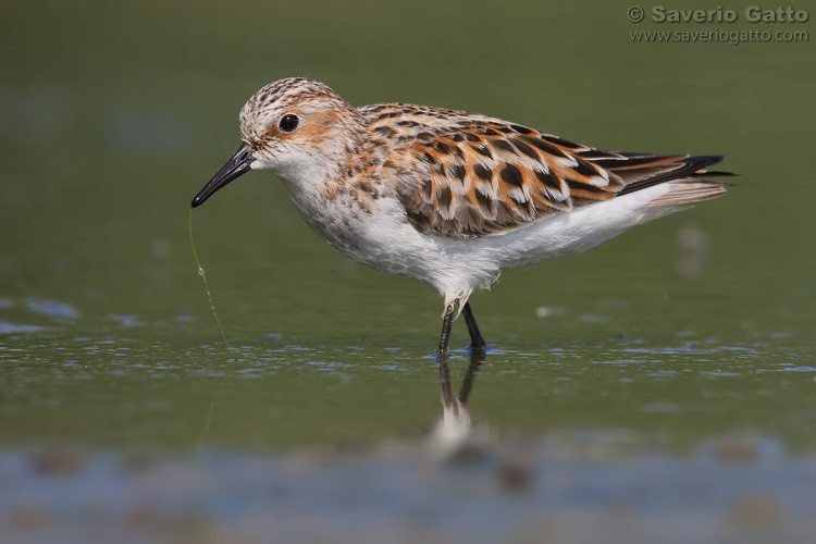 Little Stint