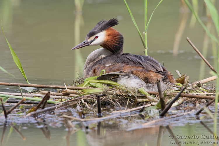 Great Crested Grebe