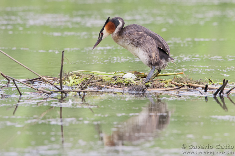 Great Crested Grebe