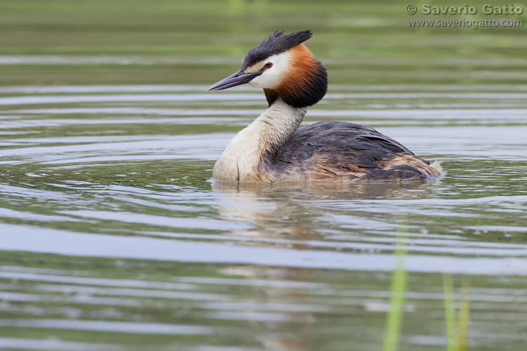 Great Crested Grebe