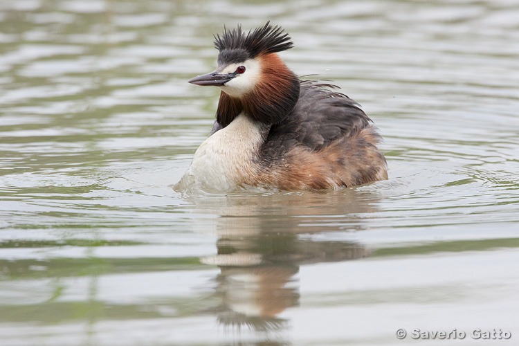 Great Crested Grebe