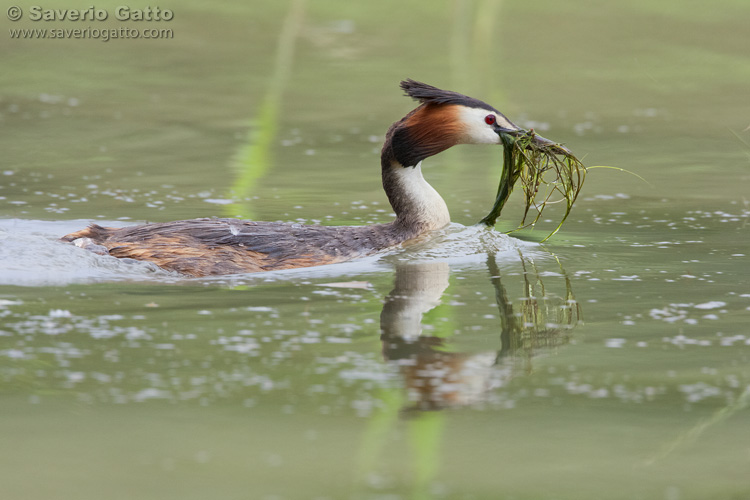 Great Crested Grebe