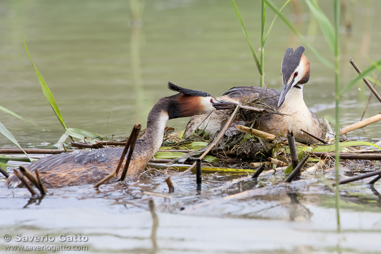 Great Crested Grebe