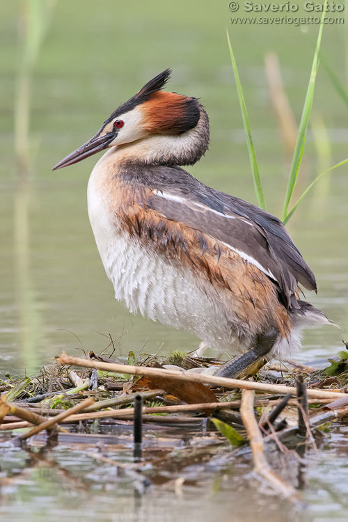 Great Crested Grebe