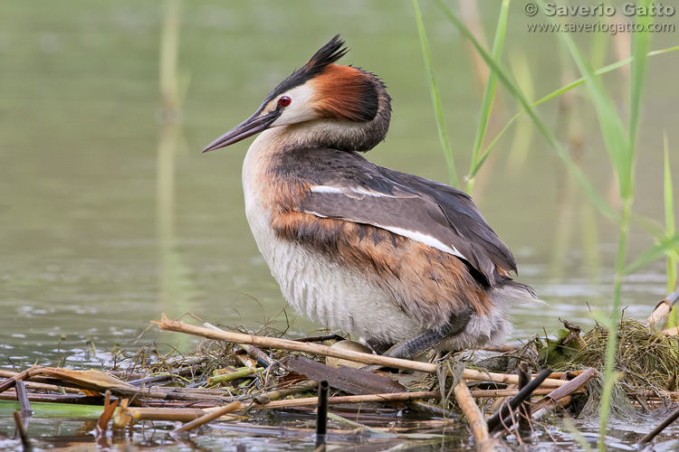 Great Crested Grebe