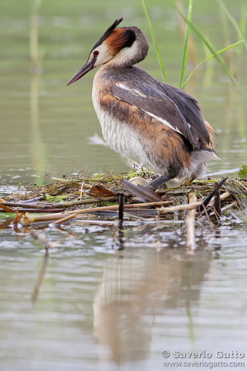 Great Crested Grebe