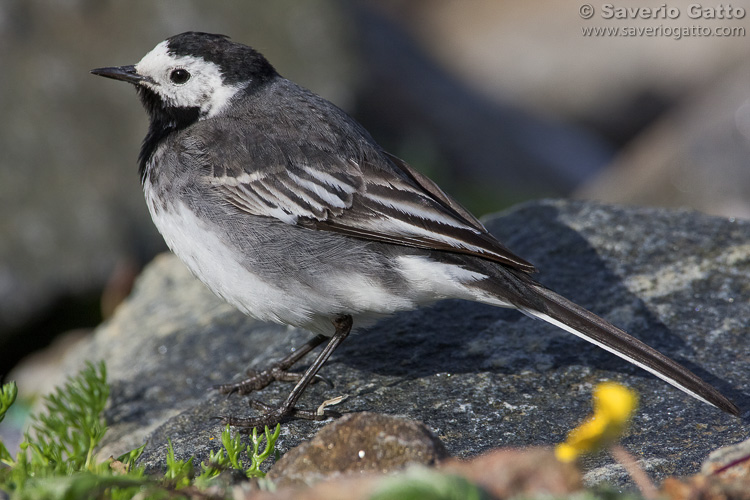 Pied Wagtail