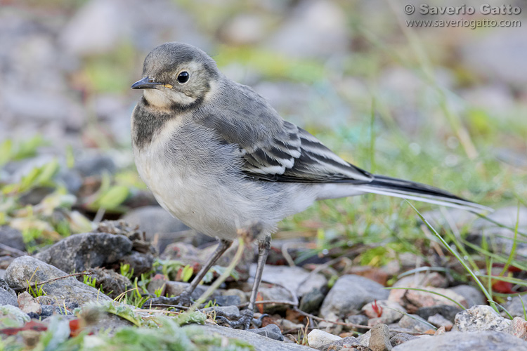 Pied Wagtail