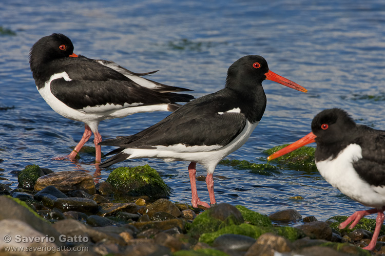 Oystercatchers