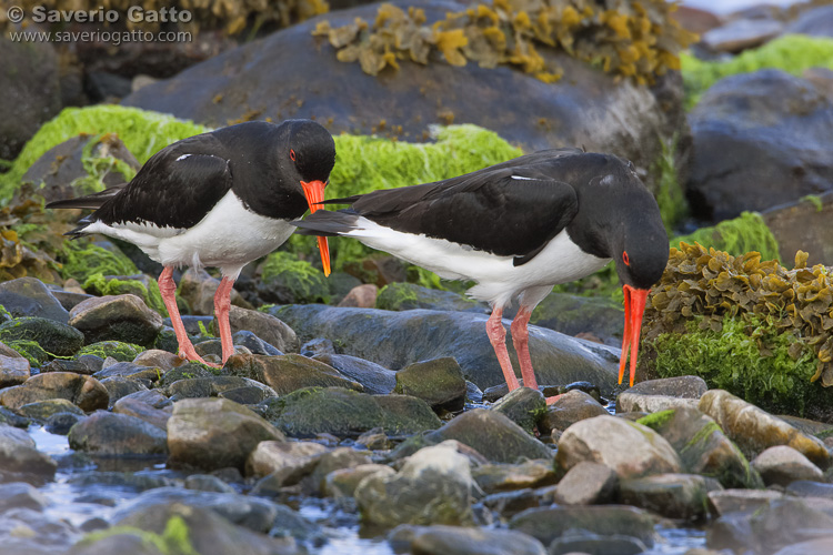 Oystercatchers