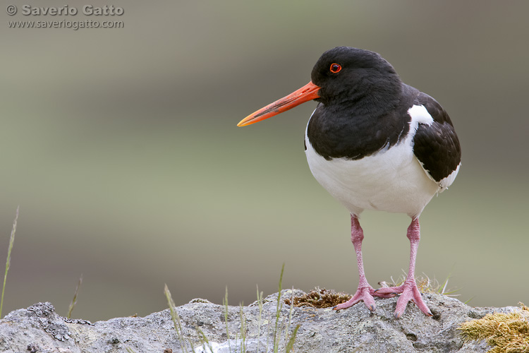 Eurasian Oystercatcher