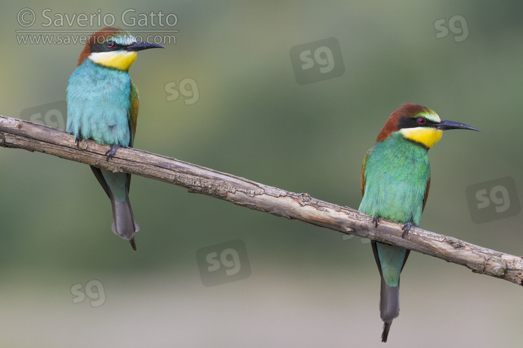 European Bee-eater