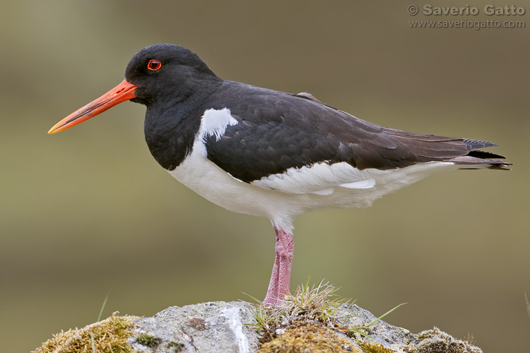 Eurasian Oystercatcher