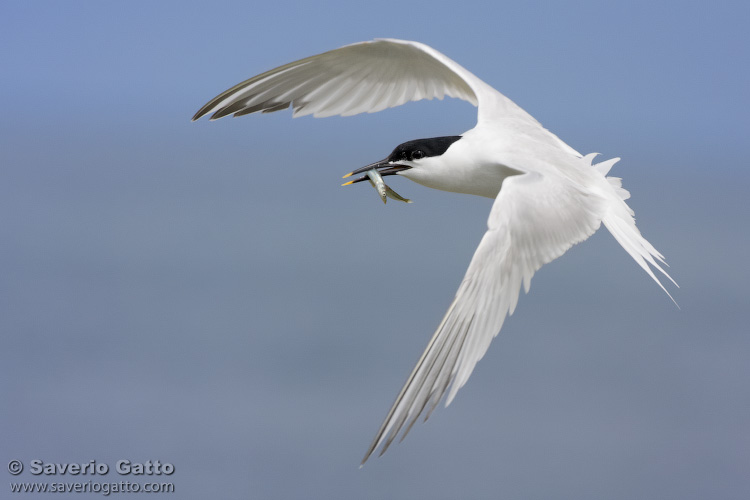 Sandwich Tern