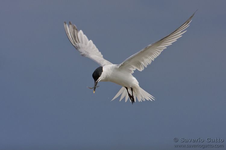 Sandwich Tern