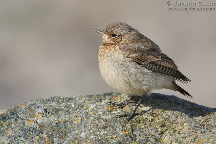 Northern Wheatear