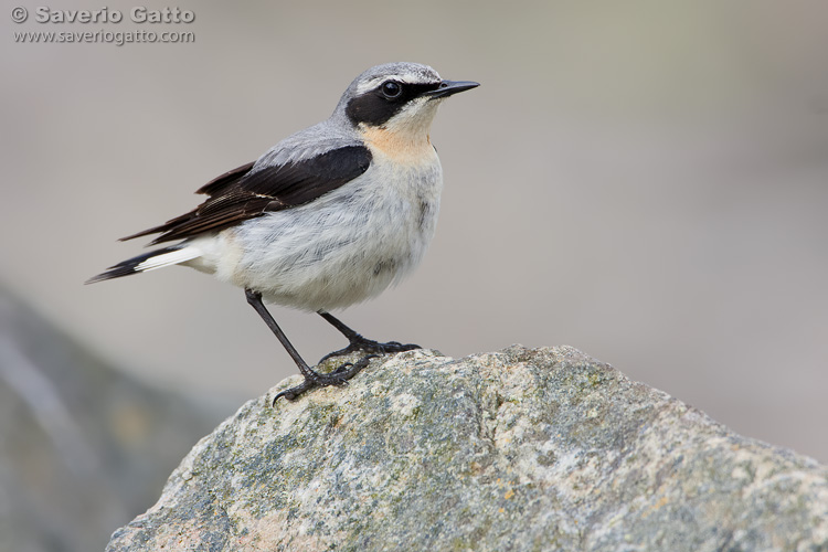 Northern Wheatear