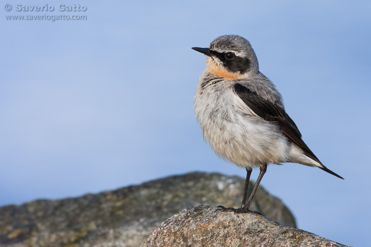 Northern Wheatear