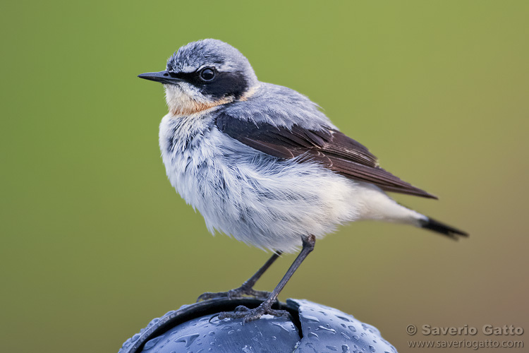 Northern Wheatear