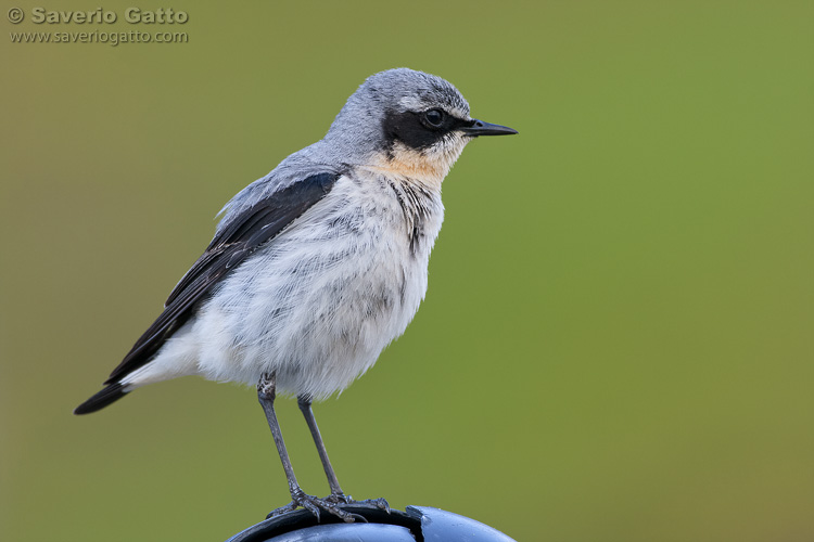 Northern Wheatear