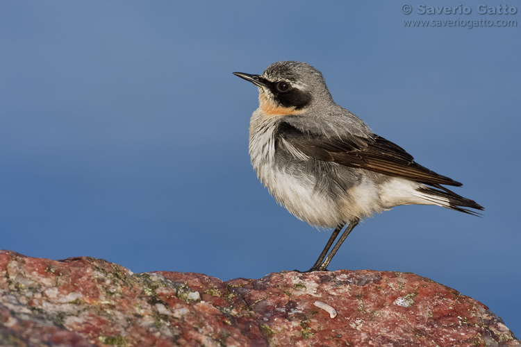 Northern Wheatear