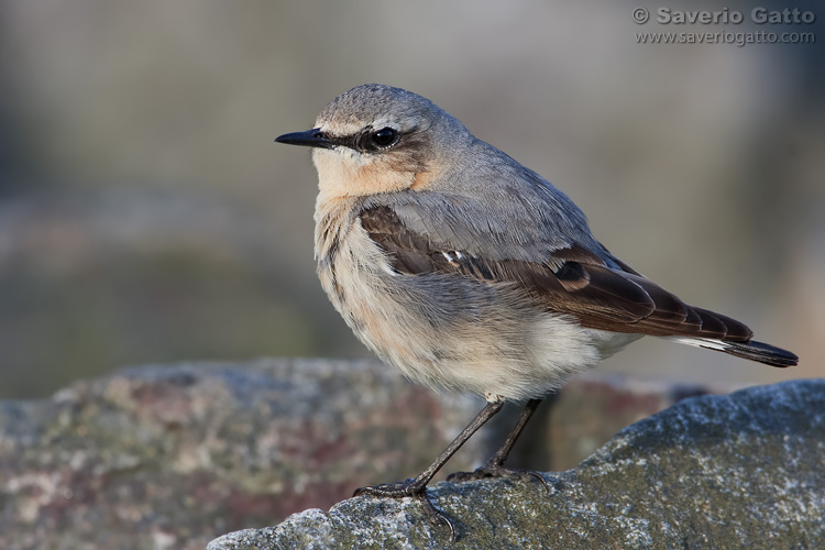 Northern Wheatear