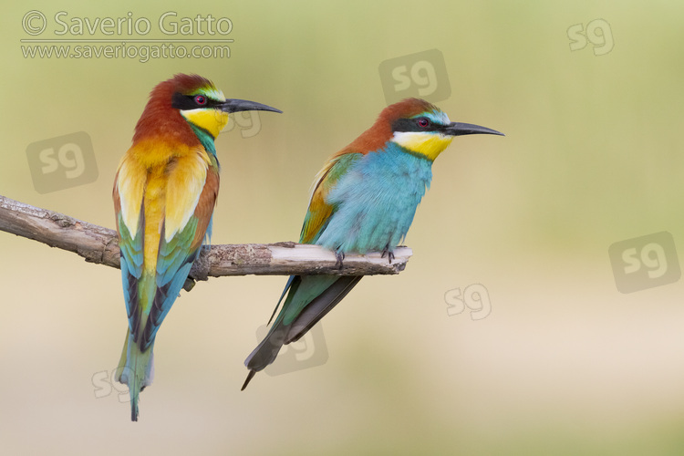 European Bee-eater