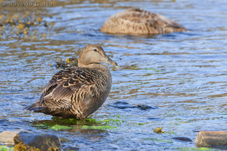 Common Eider