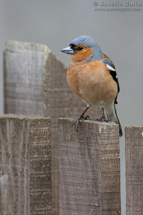 Common Chaffinch