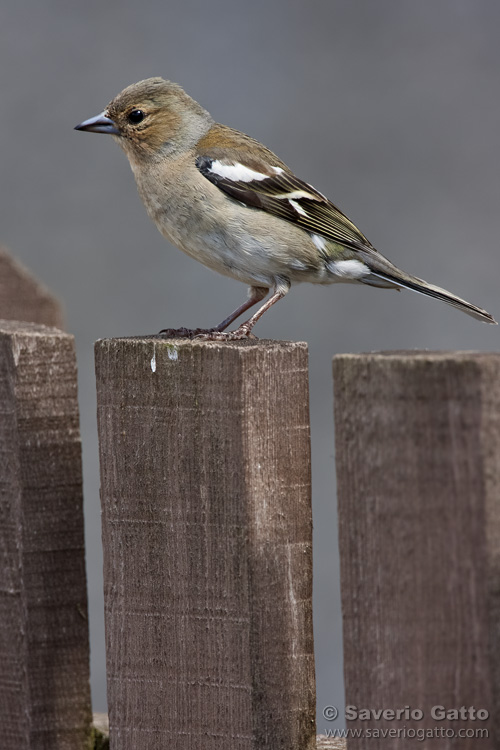 Common Chaffinch