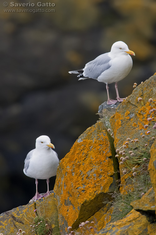 Herring Gull