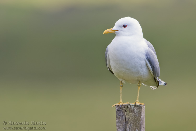 Mew Gull