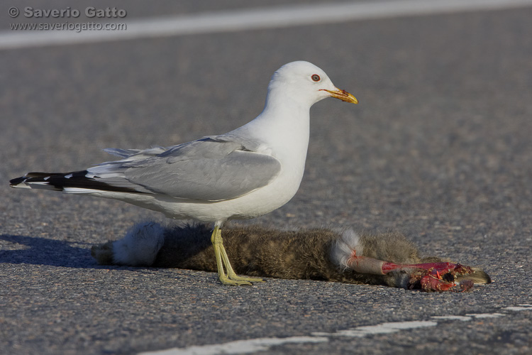 Mew Gull