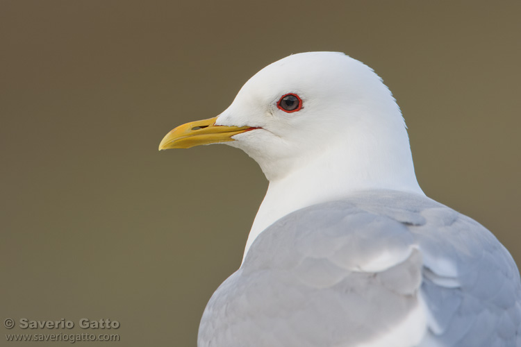 Mew Gull