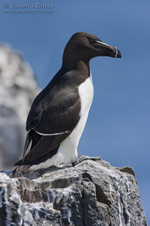 Razorbill