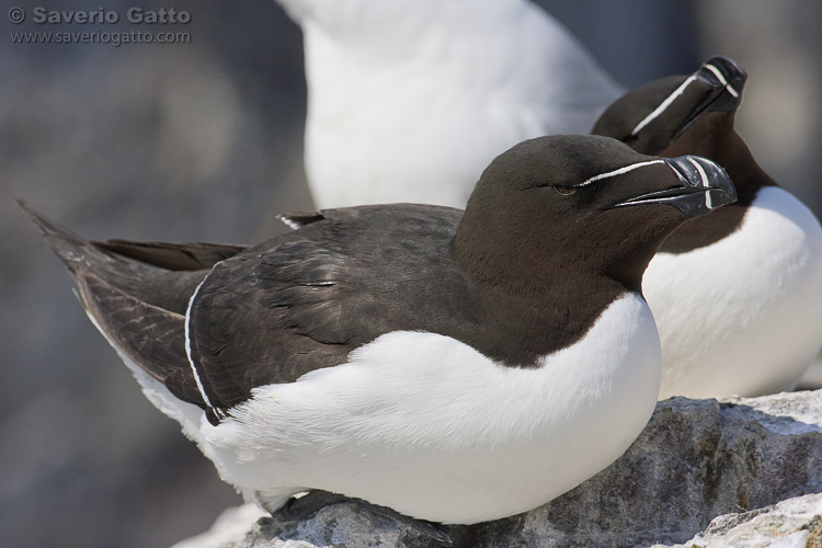 Razorbill