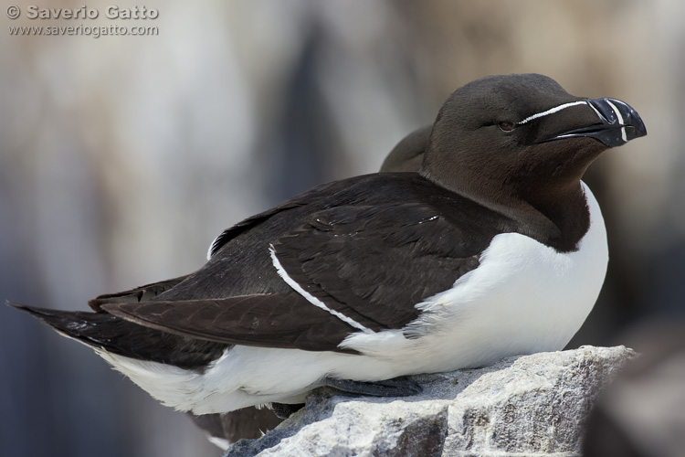 Razorbill